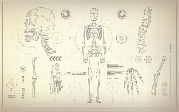 concept of health care technology, parts of skeleton in anatomical science