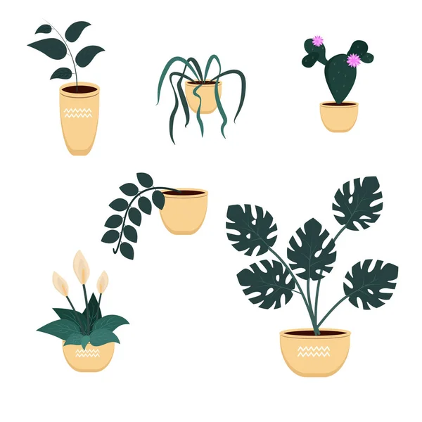 Conjunto de plantas tropicais em casa, isoladas sobre fundo branco. Gráficos vetoriais — Vetor de Stock