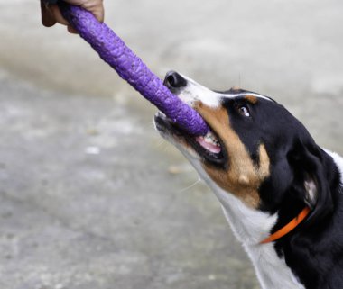 adam oyun Appenzell büyükbaş hayvan köpek bir yaz gününde çimenlerin üzerinde parlak bir halka