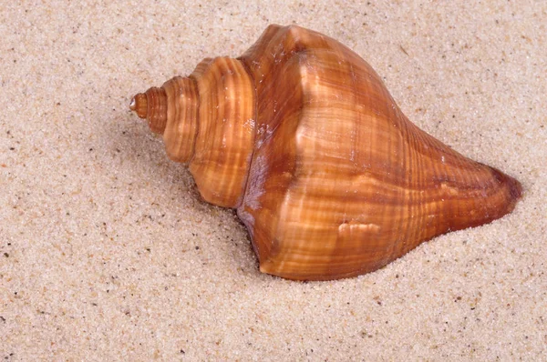 Hermosa roca de concha en la arena del mar poco profundo primer plano —  Fotos de Stock