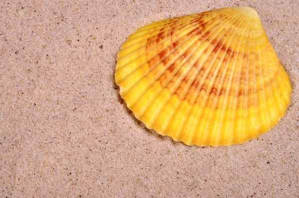 Όμορφη κέλυφος βράχου σχετικά ρηχή θάλασσα άμμου γκρο πλαν — Φωτογραφία Αρχείου