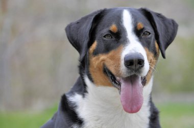 Genç Sennenhund yakın çekim playfull göz gözde