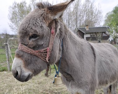 eşek bahar bir evin avlusunda
