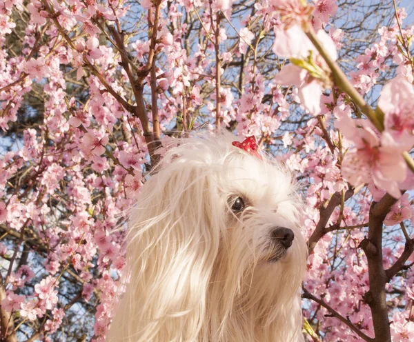 Dog maltesiska på en bakgrund av blommande träd — Stockfoto