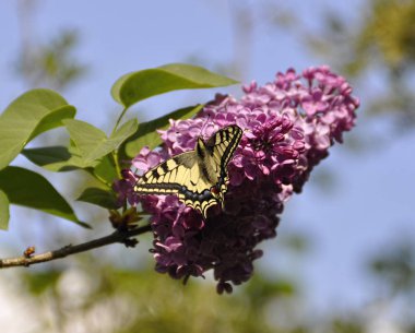 Lila yakın bir leylak çiçeği üzerinde Kelebek