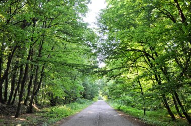 Orman ve yeşil yapraklı bitki örtüsü ile yol