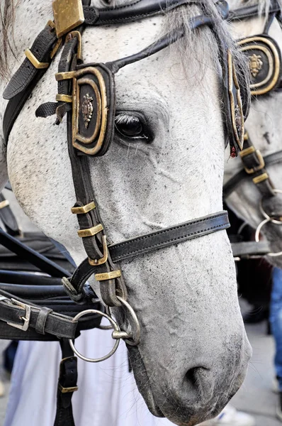 Elegante kostuum wit paard hoofd close-up — Stockfoto