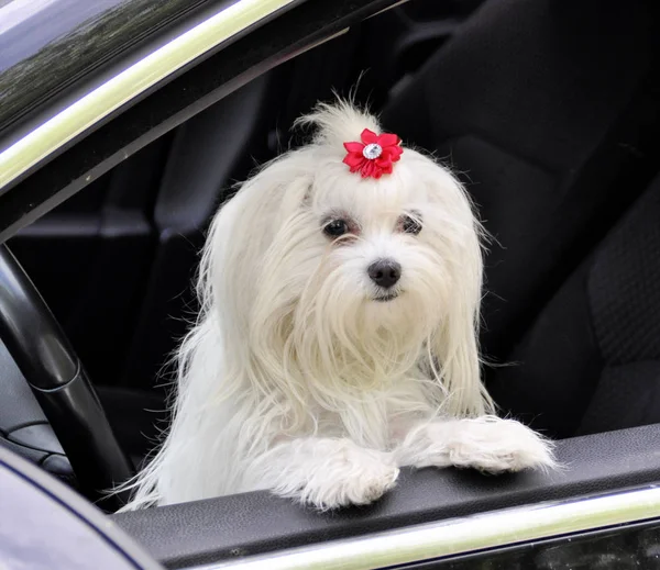 Malteser Hund im Auto schaut aus dem Fenster — Stockfoto