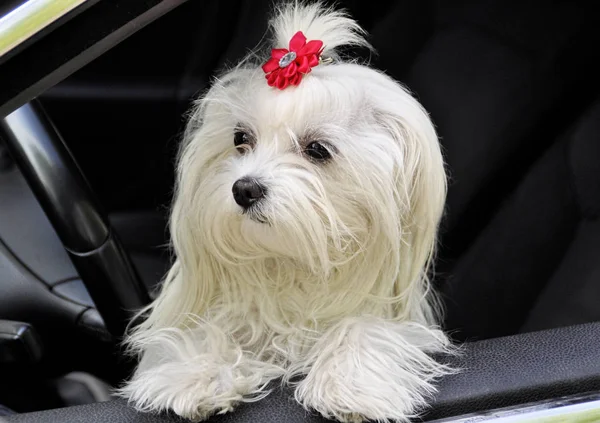 Máltai kutya kocsiban kinézett az ablakon — Stock Fotó
