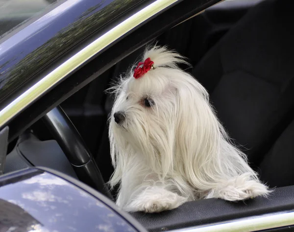 Cão maltês no carro olhando pela janela — Fotografia de Stock