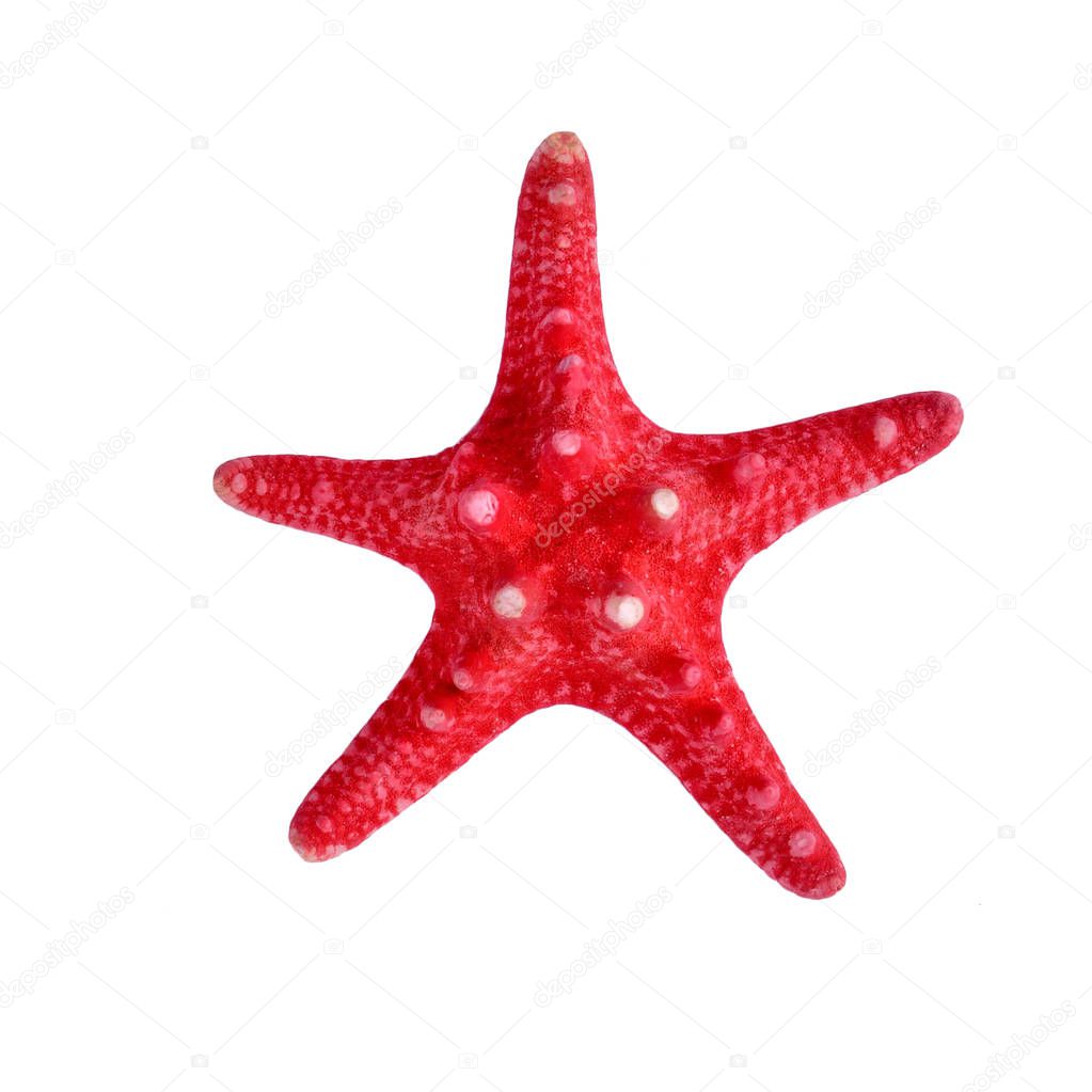 A red starfish on isolated white background