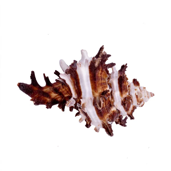 Морской ад изолирован на белом фоне крупным планом — стоковое фото