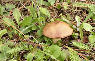 bir orman takas büyüyen çörek mantar.