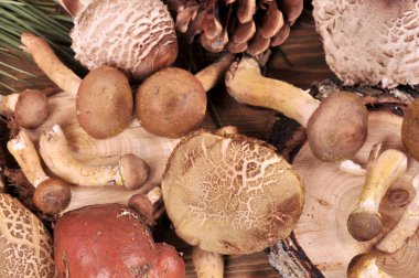 Orman mantar ahşap bir masa üzerinde farklı çeşitleri