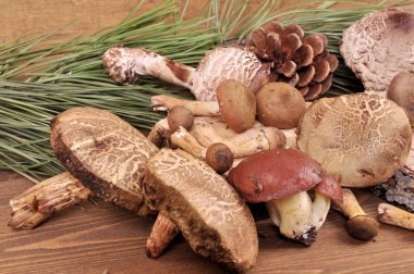 Orman mantar ahşap bir masa üzerinde farklı çeşitleri.