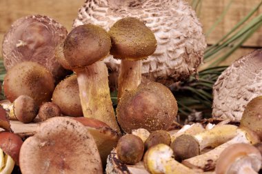 Orman mantar ahşap bir masa üzerinde farklı çeşitleri.