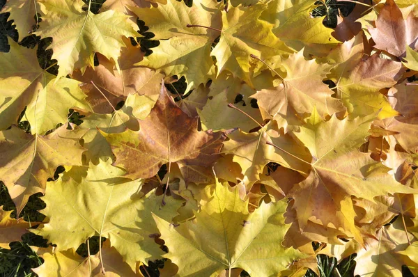 Hintergrund mit gelbem Herbst-Ahorn Blätter Herbst im Park — Stockfoto