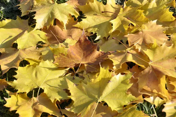 Hintergrund mit gelbem Herbst-Ahorn Blätter Herbst im Park — Stockfoto