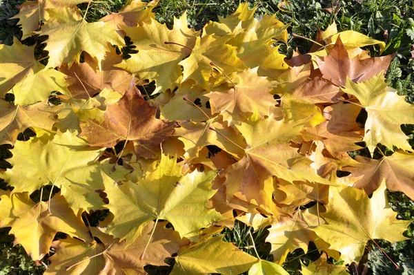Hintergrund mit gelbem Herbst-Ahorn Blätter Herbst im Park — Stockfoto