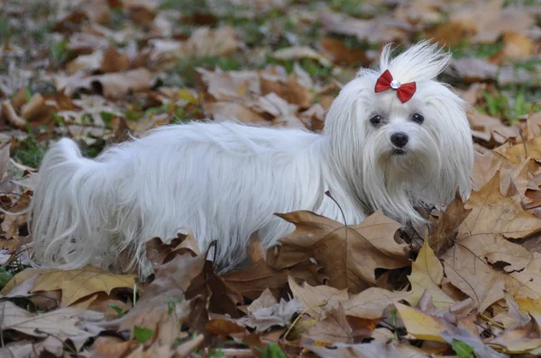 Το μικρό σκυλί maltezer, στο δάσος το φθινόπωρο — Φωτογραφία Αρχείου