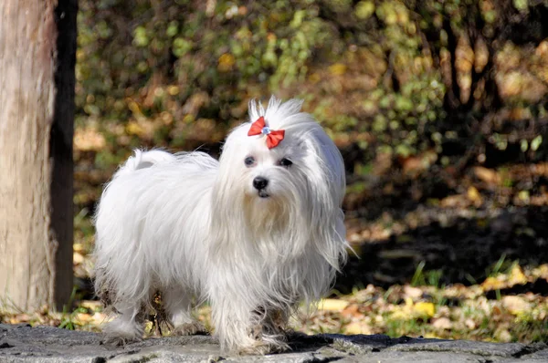 Maltezer perro pequeño, en el bosque de otoño — Foto de Stock