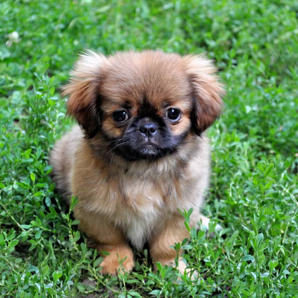 Puppy of breed pekingese sitting on green lawn — Stock Photo, Image