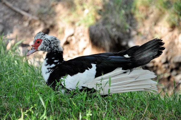 A zblízka musk duck Drake na zelené trávě. — Stock fotografie