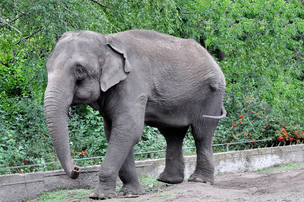 Un éléphant indien. Éléphant indien dans la volière du zoo — Photo