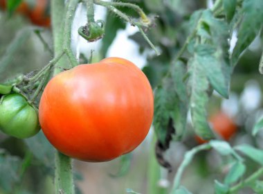 Bush serada olgunlaştırmak için domates.