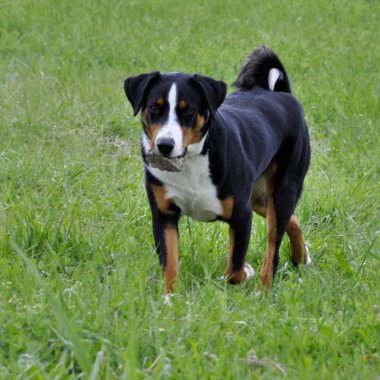 Yeşil çimenlerin üzerinde çalışan Appenzell büyükbaş hayvan köpek,