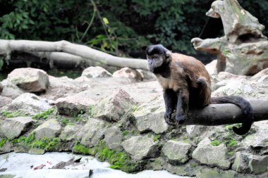 Küçük maymun bir tahta üzerinde oturan kirişler ve düşünceli görünüyor