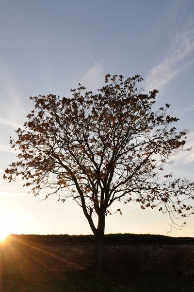 Sonnenuntergang und Sonnenaufgang. Silhouettenbaum in der dunklen Wiese auf der — Stockfoto