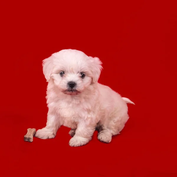 Cachorro joven de un perro maltés con un hueso sobre un fondo rojo . — Foto de Stock