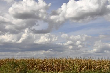 Yeşil mısırların yetiştiği tarım arazisi.