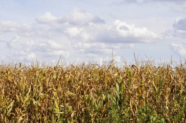 Yeşil mısırların yetiştiği tarım arazisi