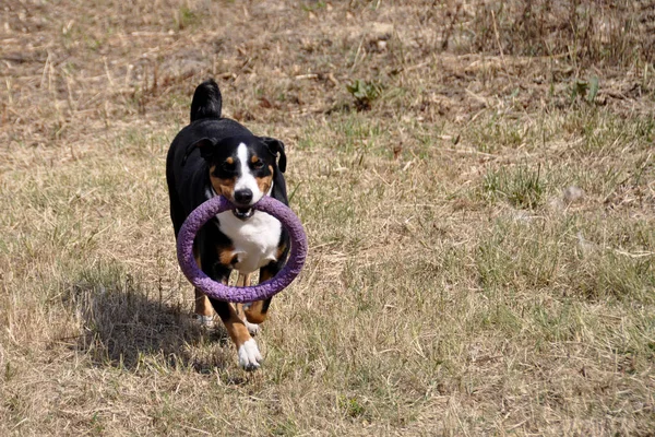 Jugando Appenzell perro de ganado en un anillo brillante . — Foto de Stock