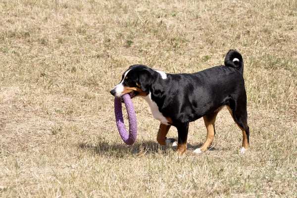 Jugando Appenzell perro de ganado en un anillo brillante . — Foto de Stock