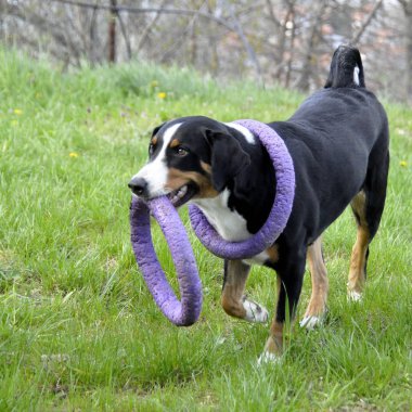 Yeşil çimenlerin üzerinde çalışan Appenzell büyükbaş hayvan köpek.
