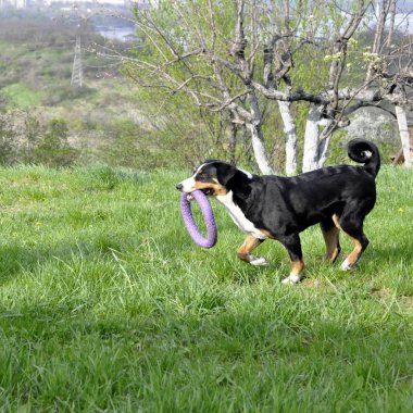 Yeşil çimenlerin üzerinde çalışan Appenzell büyükbaş hayvan köpek.