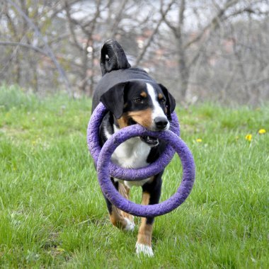Yeşil çimenlerin üzerinde çalışan Appenzell büyükbaş hayvan köpek.