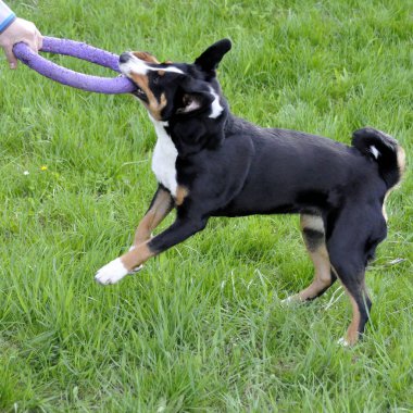 adam oyun Appenzell büyükbaş hayvan köpek çim parlak bir halka.