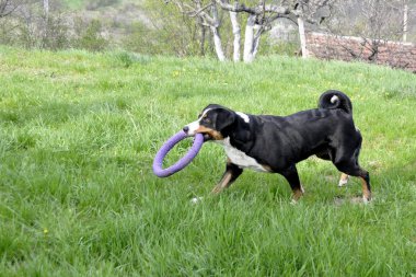 Yeşil çimenlerin üzerinde çalışan Appenzell büyükbaş hayvan köpek.