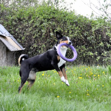 Yeşil çimenlerin üzerinde çalışan Appenzell büyükbaş hayvan köpek.