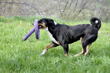 Yeşil çimenlerin üzerinde çalışan Appenzell büyükbaş hayvan köpek.