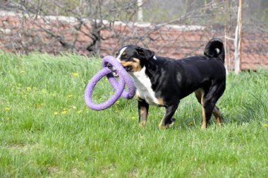 Yeşil çimenlerin üzerinde çalışan Appenzell büyükbaş hayvan köpek.