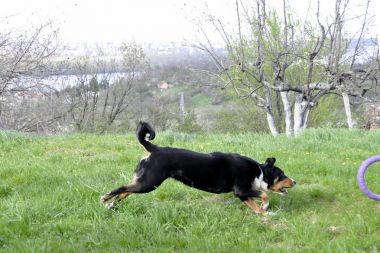 Yeşil çimenlerin üzerinde çalışan Appenzell büyükbaş hayvan köpek