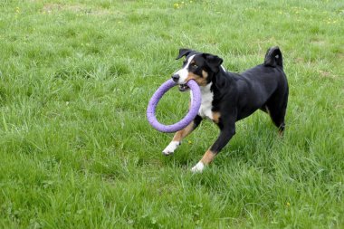 Yeşil çimenlerin üzerinde çalışan Appenzell büyükbaş hayvan köpek.