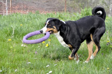Yeşil çimenlerin üzerinde çalışan Appenzell büyükbaş hayvan köpek