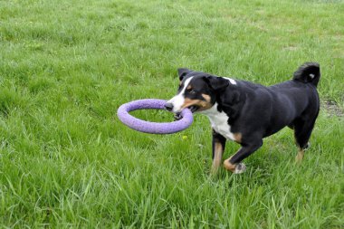 Yeşil çimenlerin üzerinde çalışan Appenzell büyükbaş hayvan köpek.