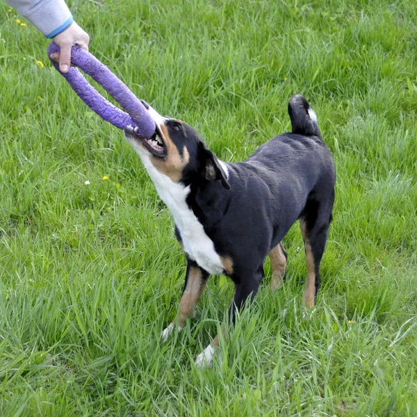 Hombre jugando Appenzell perro de ganado en un anillo brillante en la hierba . — Foto de Stock